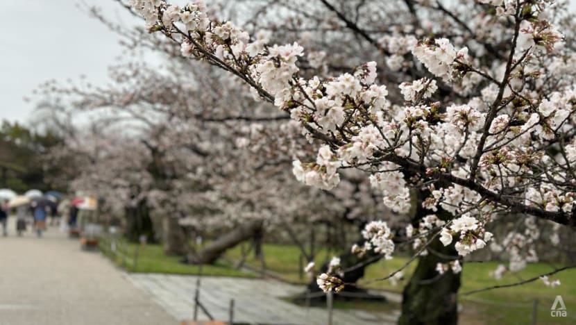 Berencana liburan ke Jepang? Cek waktu tepat menikmati bunga sakura mekar tahun ini 