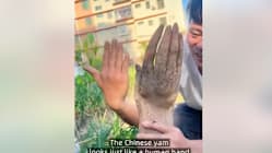 Related article image
