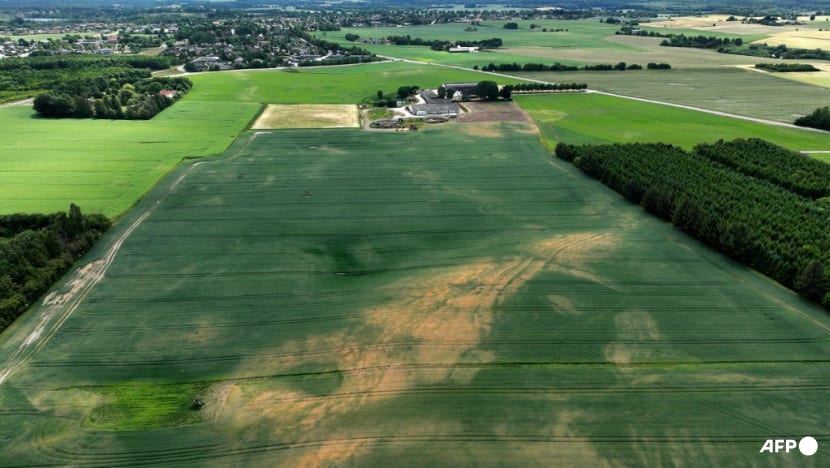 Denmark to convert 15% of farmland to forest to cut fertiliser use Denmark to convert 15% of farmland to forest to cut fertiliser use