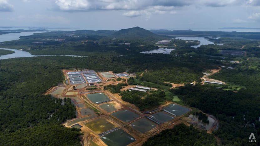 Indonesia kembangkan serum flu babi Afrika setelah wabah merebak di peternakan Pulau Bulan