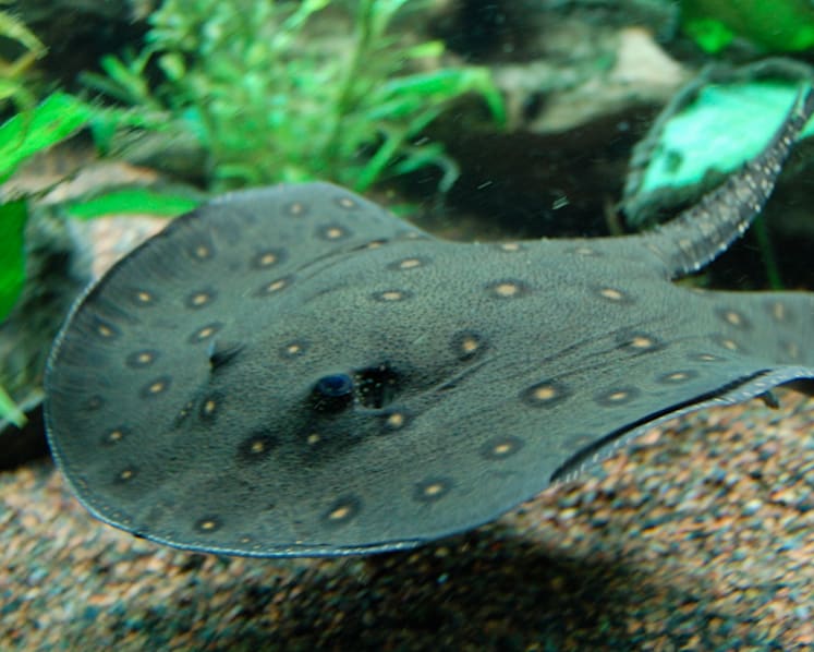 Man charged with releasing pet stingrays into reservoir