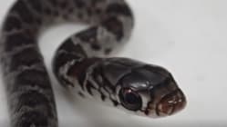 Related article image