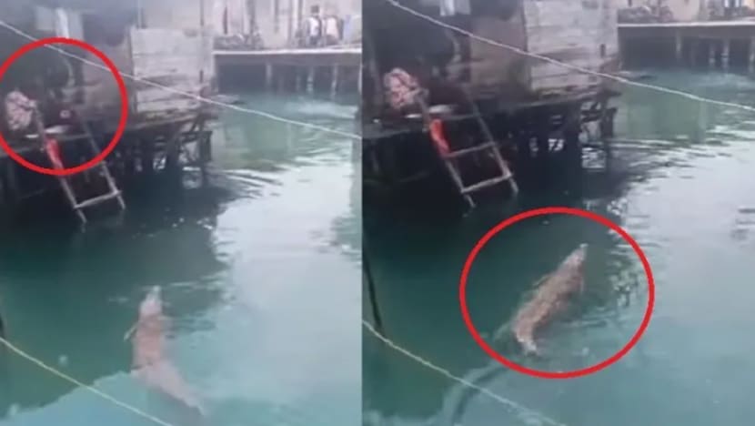 Buaya 'teman' wanita cuci pinggan Buaya 'teman' wanita cuci pinggan