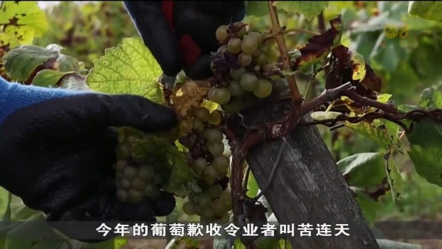 法国异常降雨量严重打击葡萄园收成 酿酒业者损失惨重