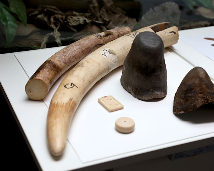 S’pore proposing harsher penalties for illegal trade in endangered wildlife; holding public consultation