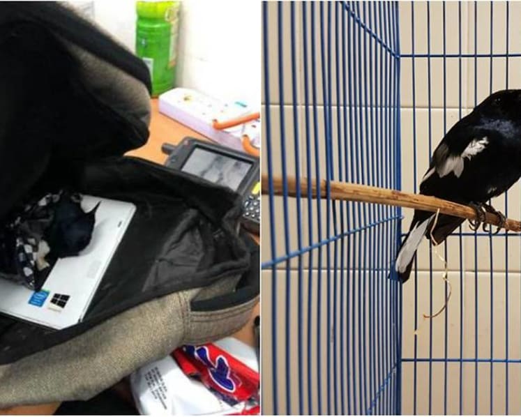 Man jailed for trying to smuggle magpie-robins into Singapore in a bag