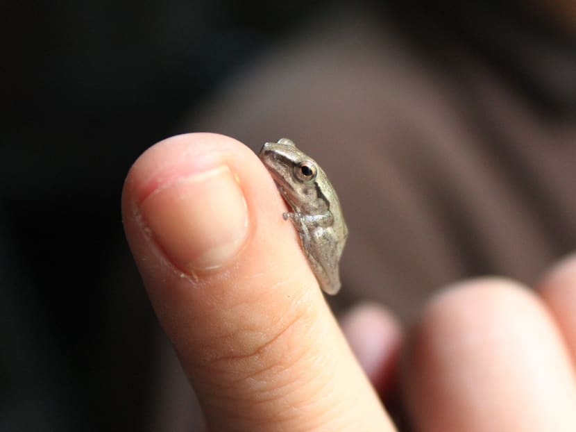 Asia’s first giant river otter baby born at River Safari