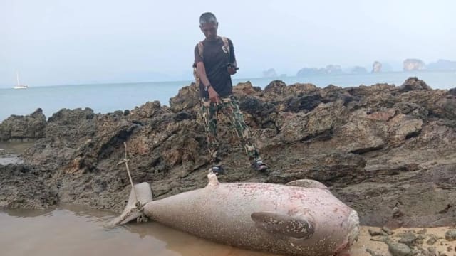 泰国“美人鱼”遭斩首 当局悬赏5万泰铢追缉嫌犯