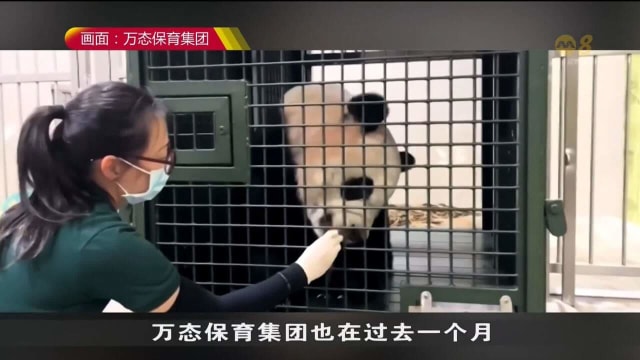 叻叻今晚以贵宾身份搭乘新航 返回中国成都开启新生活