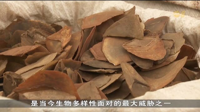 国家公园局对2300多块 起获的穿山甲鳞片进行基因分析