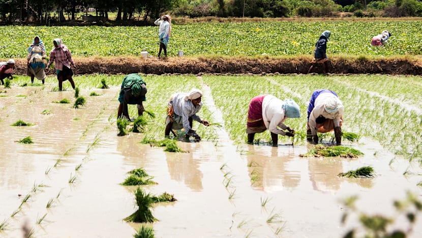 ‘Singapore craze’ in a Tamil Nadu village