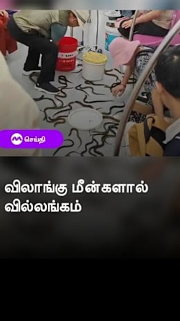 விலாங்கு மீன்களால்