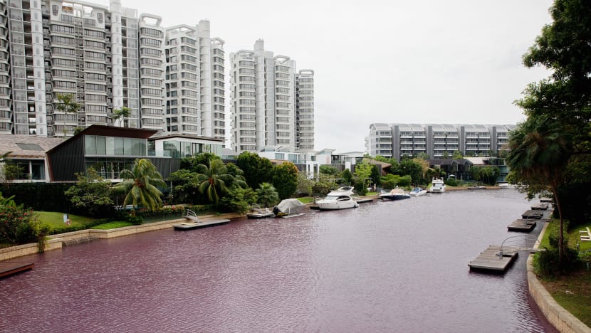 Sentosa Cove’s pink waters could be caused by algae bloom due to recent heavy rain, experts say