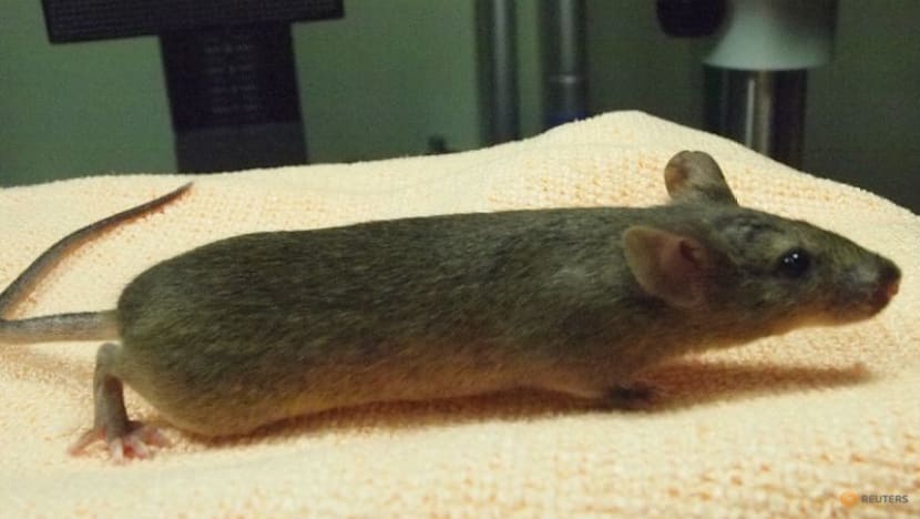 Mouse study shows repeated cloning causes grave genetic mutations