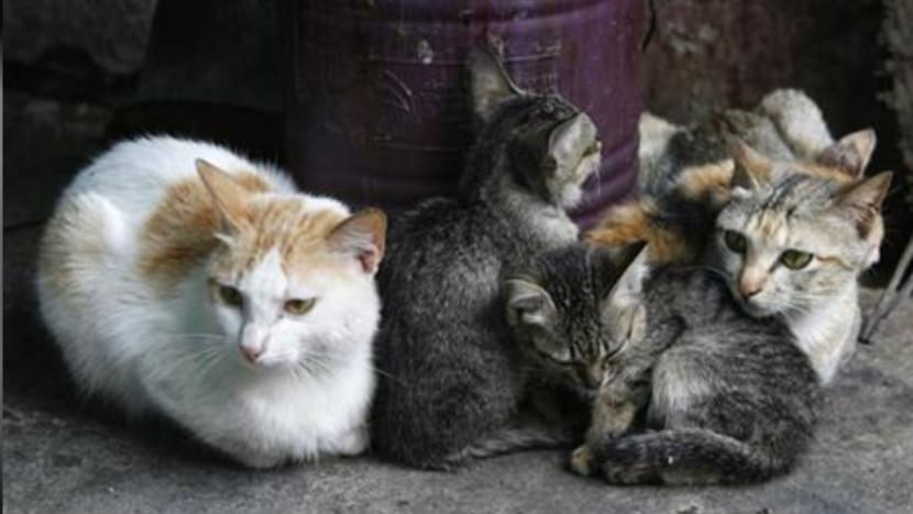 Keluarga ini sudah jaga lebih 100 ekor kucing, kebanyakannya diselamatkan dan kucing terbiar