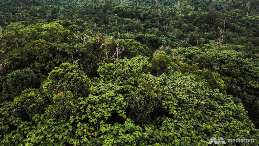 Leaving Jakarta: Indonesia accelerates plans for 'green, smart' capital in the middle of Borneo wilderness