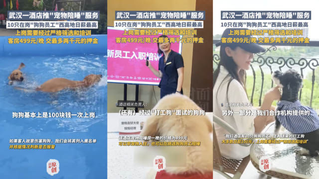 武汉酒店推出宠物陪睡服务  300位顾客慕名而来