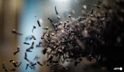 Indonesia detects traces of radiation at clove farm as probe expands