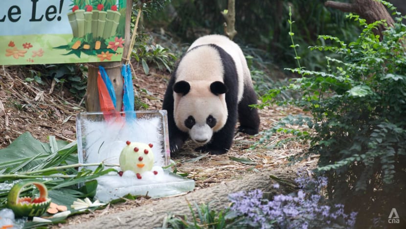 Singapore's first giant panda cub Le Le to be separated from mum as he turns two