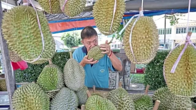 槟城榴梿季提早登场 品质更佳 价格偏高