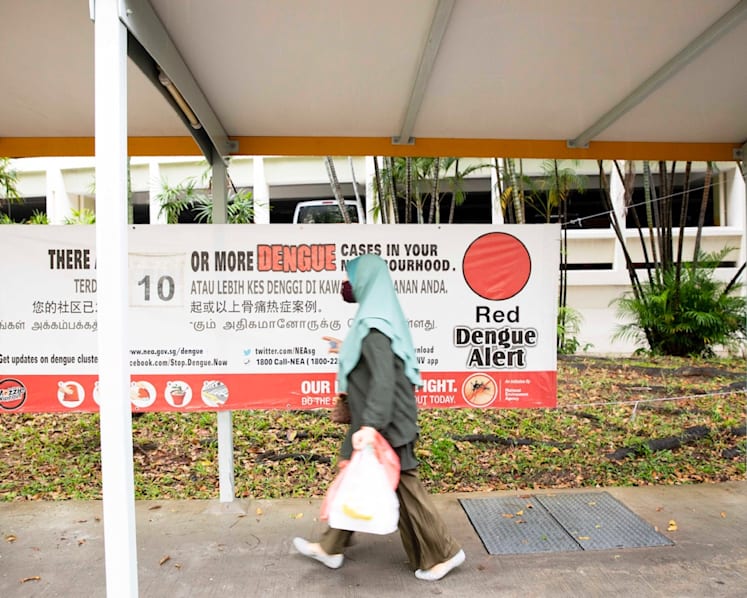 Singapore's dengue cases lower than in 2020 but Aedes mosquito population is increasing: NEA