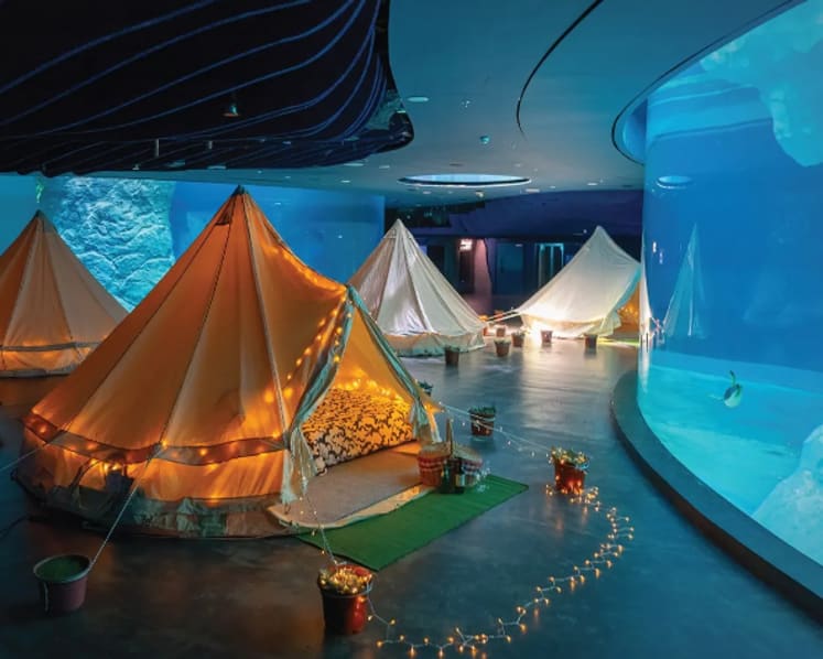 Discounted tickets, special activities to mark Bird Paradise's grand opening