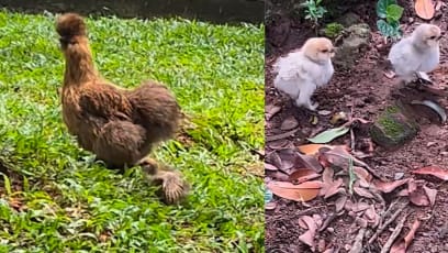Silkie Chickens Spotted In NUS, Said To Belong To A Professor