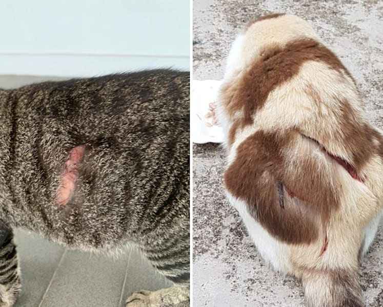 Man charged with animal cruelty over Ang Mo Kio cat slashing, held for psychiatric observation