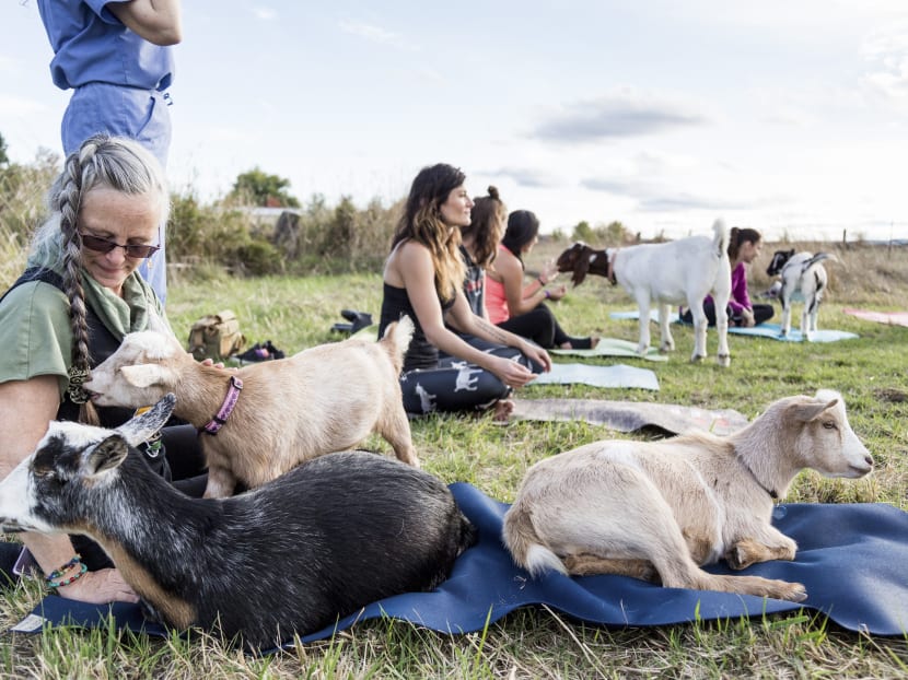 Bring a yoga mat and an open mind. Goats are provided