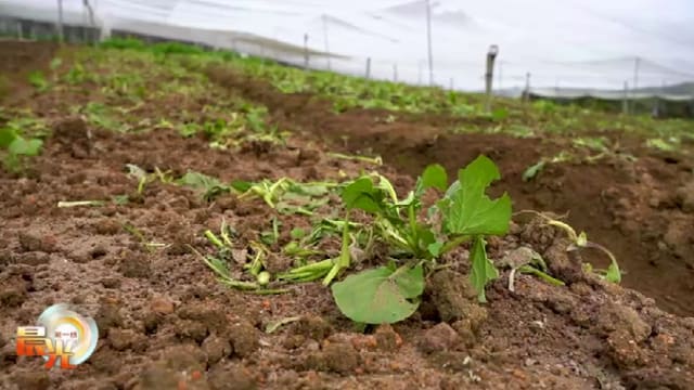 晨光|着眼天下：马国蔬菜价格飙涨 民怨四起菜农苦