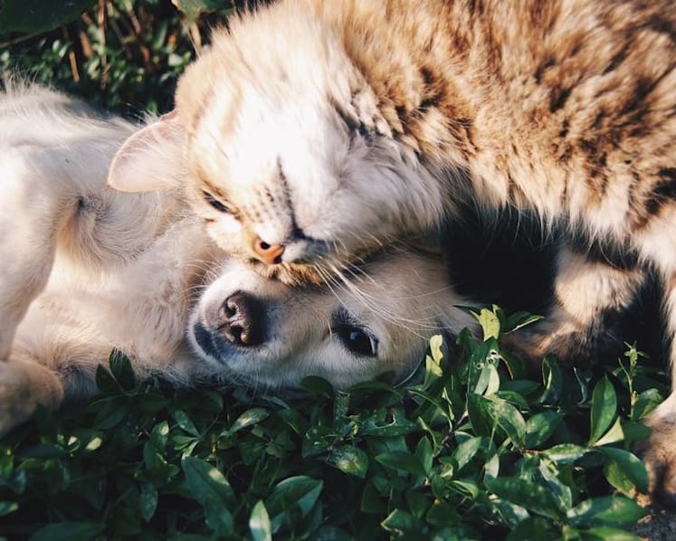 MP Louis Ng's call to further regulate euthanising pets draws range of views from vets