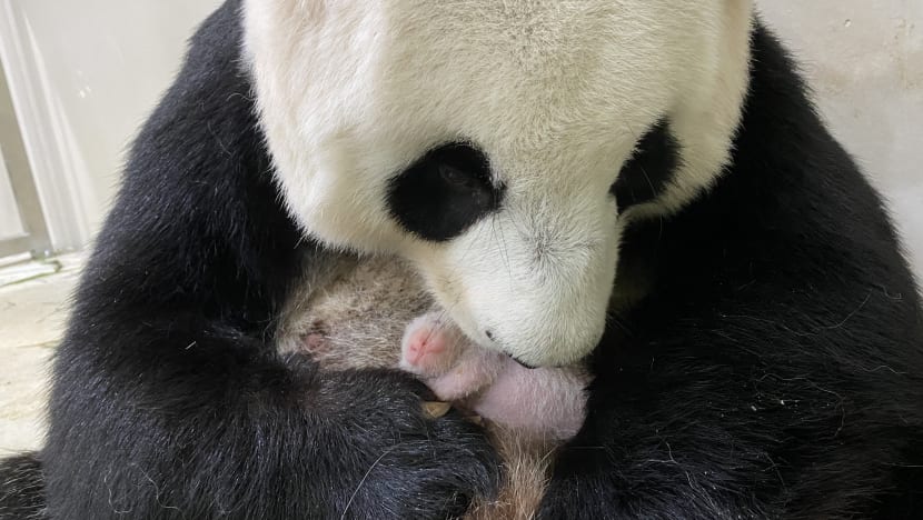 Talks underway to extend loan of giant pandas in Singapore; Jia Jia ‘growing into role’ as first-time mum