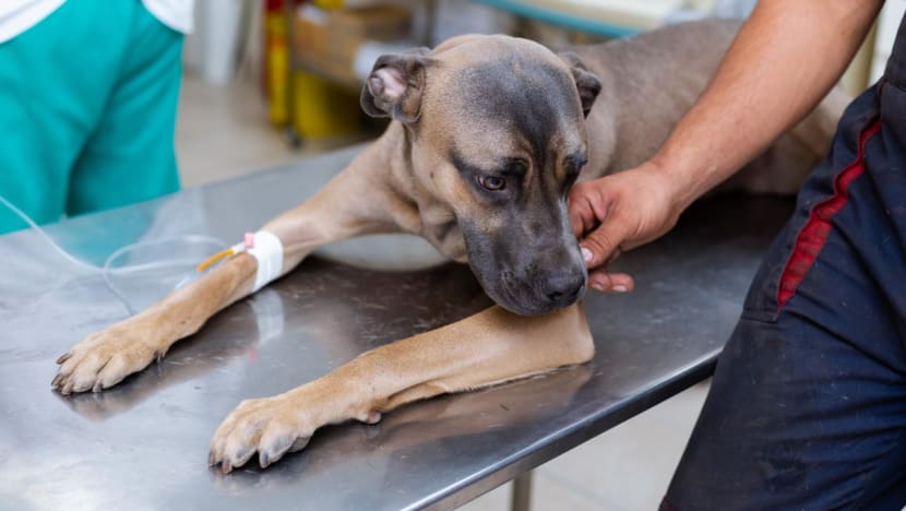 Commentary: Exorbitant vet bills can force pet owners into heartbreaking decisions Commentary: Exorbitant vet bills can force pet owners into heartbreaking decisions