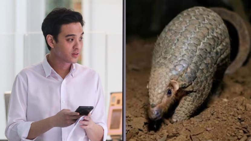 ‘I regretted it was real’: Man fined for reselling pregnant pangolin to undercover NParks officer ‘I regretted it was real’: Man fined for reselling pregnant pangolin to undercover NParks officer