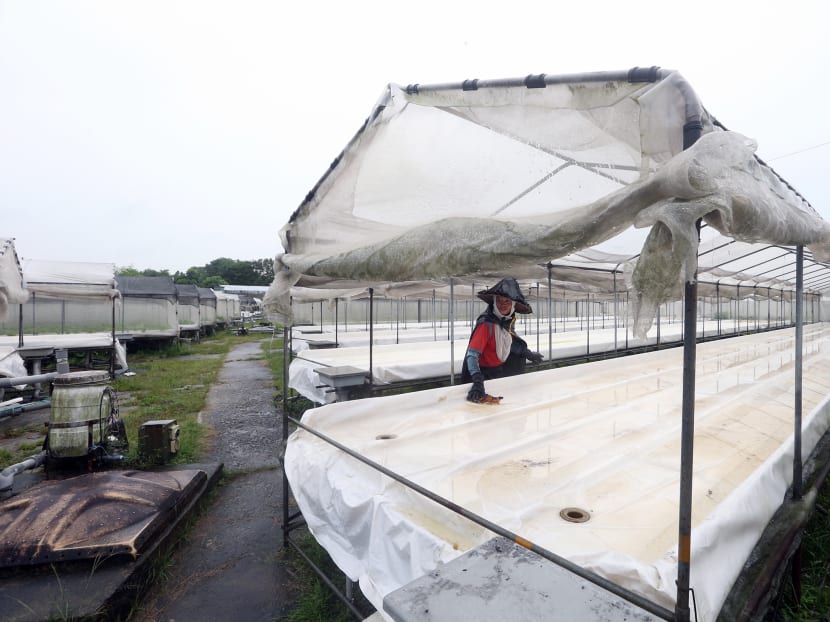 With its lease ending this December, Oh Chin Huat Hydroponic Farms, located along Bah Soon Pah Road in Yishun, will cease operations on June 30, 2020 instead of relocating to a new site.
