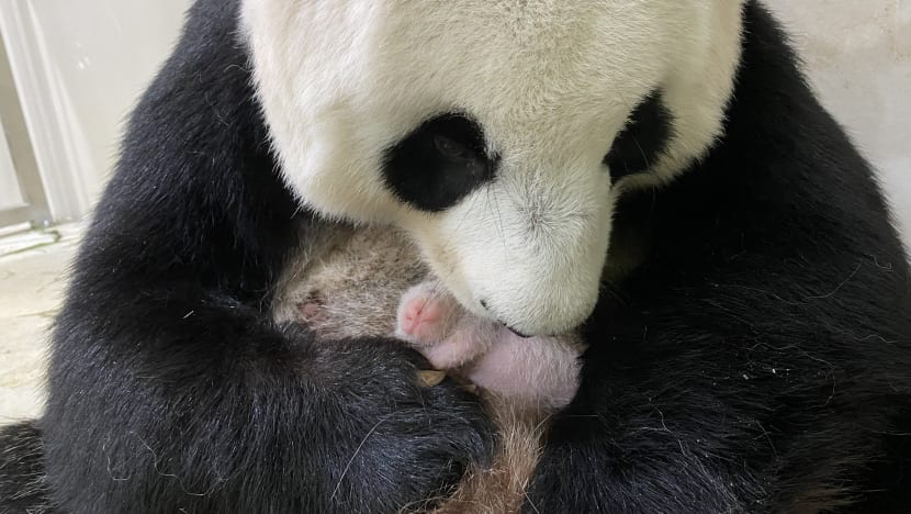 Baby panda to return to China after it becomes independent; gender to be revealed soon Baby panda to return to China after it becomes independent; gender to be revealed soon