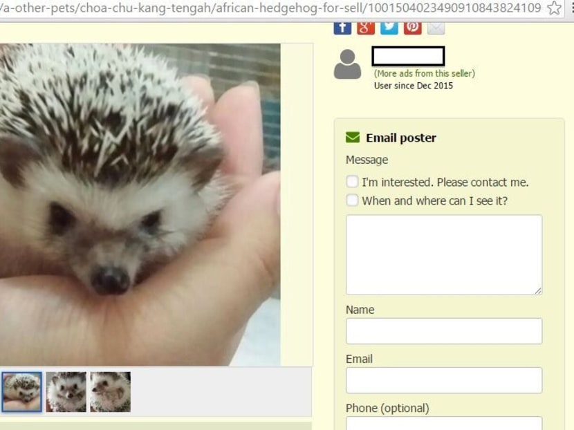 Illegal pet advertisements rife on online platforms: ACRES