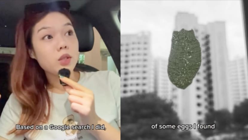 SG Content Creator Horrified By Creepy Cluster Of Moth Eggs On The Window Of Her Yishun Flat