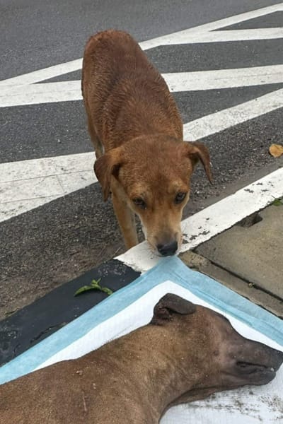 马国流浪狗疑遭遇车祸身亡 同伴守护遗体感动网民