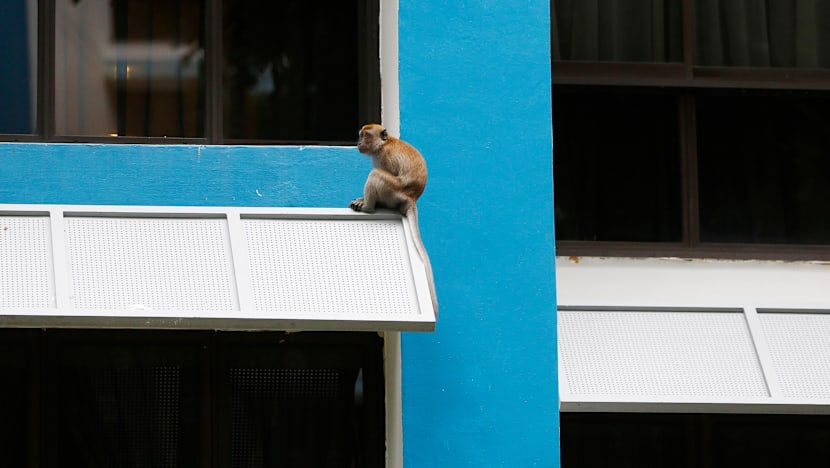 The Big Read: As animal encounters hit the headlines, a divide opens up