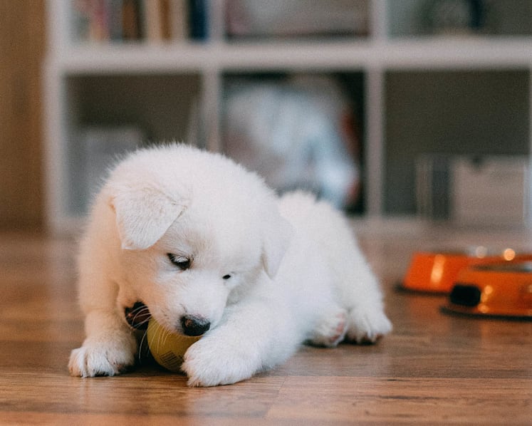 Is Your Pet’s Fur All Over The House? These Are The Dust-Busting Appliances & Gadgets That Pet Owners Need For A Clean Home