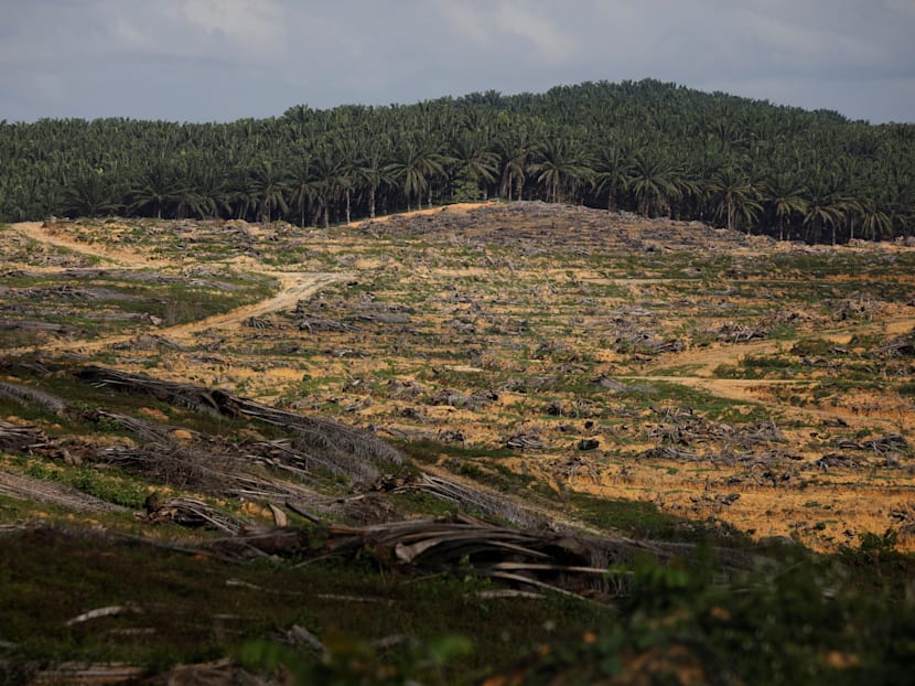 Malaysian minister’s criticism of Singapore Zoo shows why we need consensus on sustainable palm oil