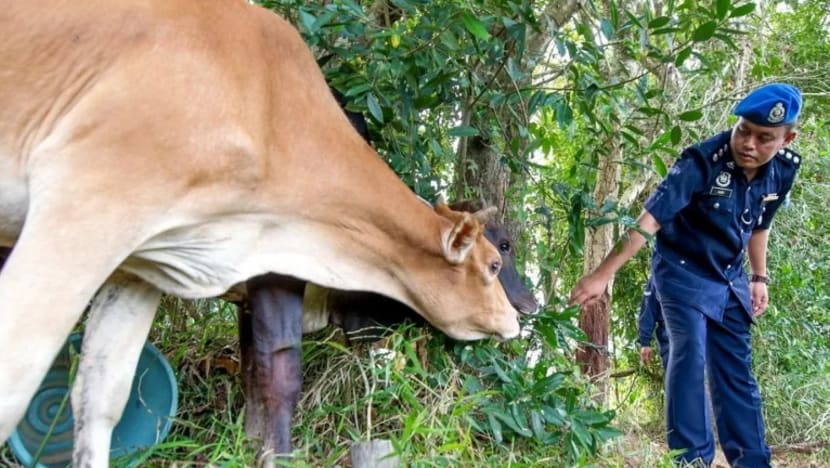 Lelaki ditahan cuba seludup 15 ekor lembu jelang sambutan Aidiladha
