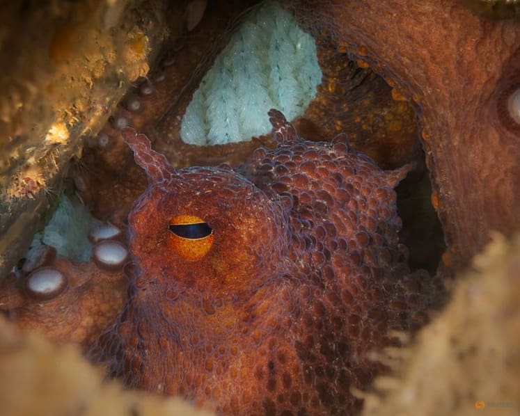 For fishermen, Britain's climate-driven octopus boom is an opportunity, and a threat