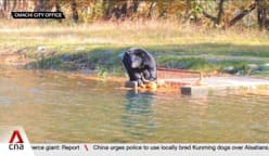 Japan bear attacks: 13 deaths reported this year, prompting emergency measures 