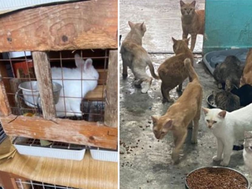 Animals housed under poor living conditions and the hoarding of pets were some cases that the SPCA investigated in 2023. Animals housed under poor living conditions and the hoarding of pets were some cases that the SPCA investigated in 2023.