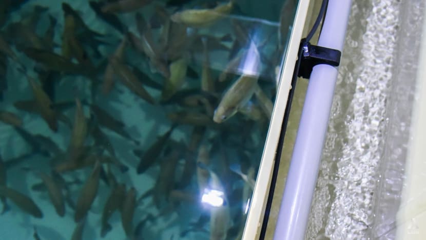 Fresh fish in your area: Container fish farm launched next to Tampines Round Market & Food Centre Fresh fish in your area: Container fish farm launched next to Tampines Round Market & Food Centre