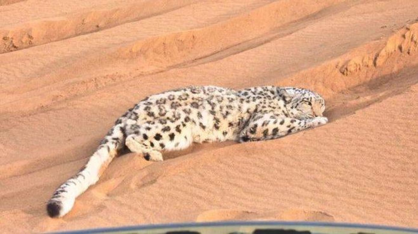 新疆沙漠罕见现雪豹 钻游客车底避暑后获救