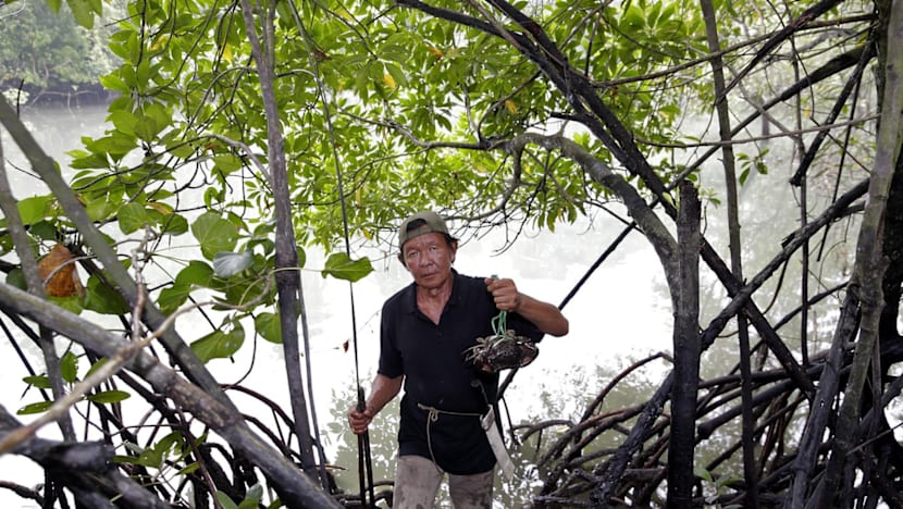 Study shows Pulau Ubin is thriving despite its dwindling population