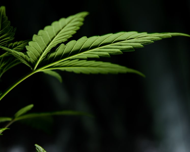 5 years 9 months’ jail, 5 strokes of the cane for fish breeder who trafficked cannabis